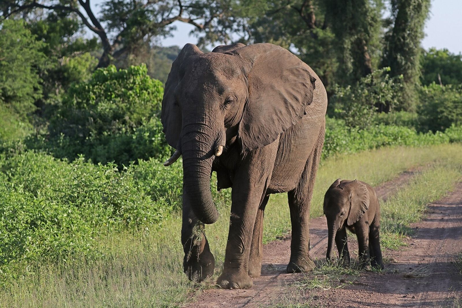 An African bush elephant mother with her six-week-old calf on dry grassland
